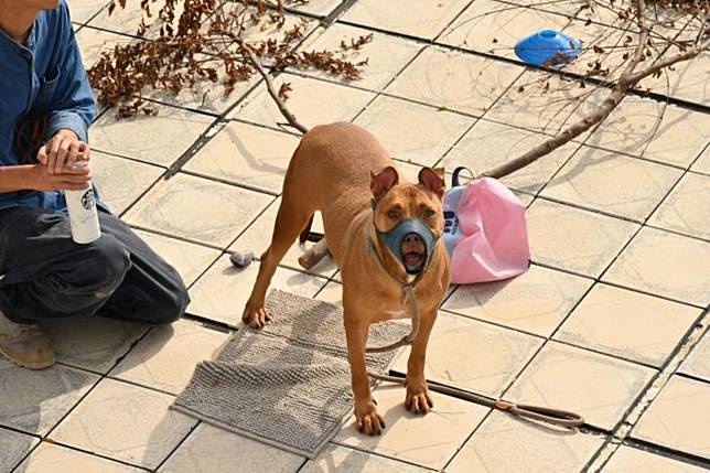 台北市文山區又發生比特犬竄出車窗攻擊騎士的事件，造成騎士大小腿共3處撕裂傷。（示意圖：動保所提供）
