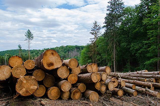非政府組織「國際氣候權利」指出，中資企業在印尼東部所投資的鎳加工園區正加劇森林砍伐，並損害當地人的權利。(示意圖/Pixabay)