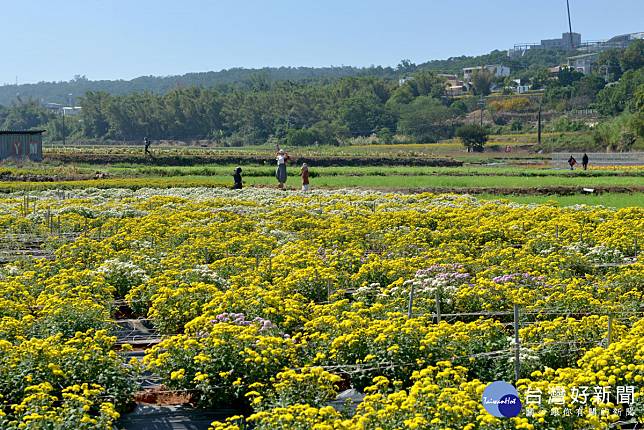 苗栗銅鑼杭菊芋頭節　11/12、11/13登場