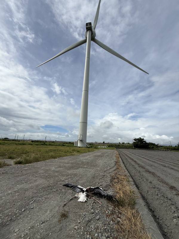 保育類野生動物東方白鸛春天在雲林二崙地區高壓電 塔築巢繁殖，3隻雛鳥離巢隨親鳥在濁水溪河口學習 覓食。鳥友4日清晨發現，1雛鳥（圖）疑遭風機腰斬 喪命，十分不捨，也希望相關單位能加強相關防護措施。中央社