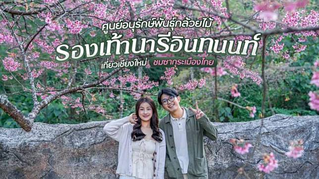 ศูนย์อนุรักษ์พันธุ์กล้วยไม้รองเท้านารีอินทนนท์ เที่ยวเชียงใหม่ ชมซากุระเมืองไทย