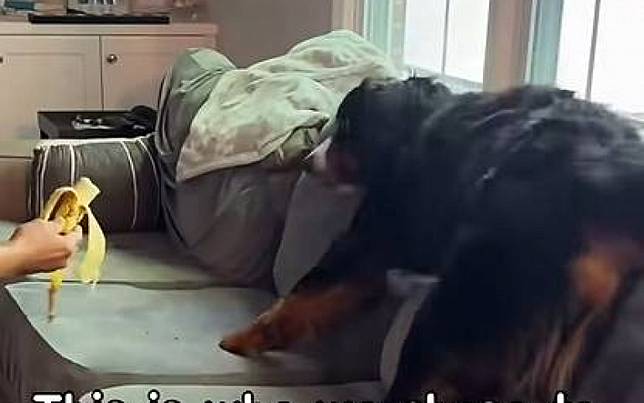 守衛犬栽了！　竟害怕一款熱帶水果、嚇到驚慌失措