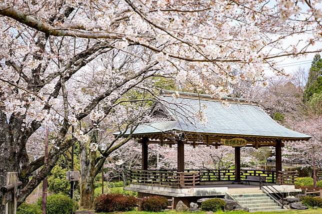 提前佈局日本賞櫻！熊本縣菊池市櫻花馬拉松開始報名