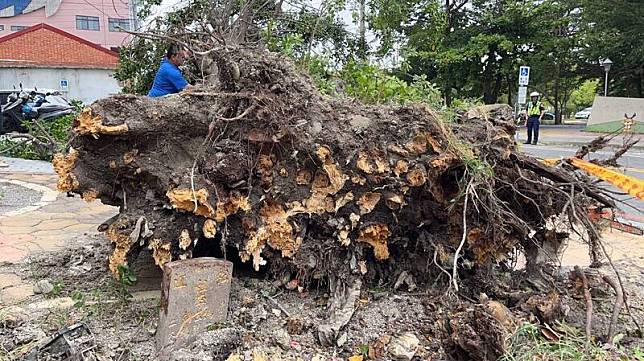 小犬颱風的強風讓彰化鹿港日照中心前的榕樹傾倒，斷根處露出完整的墓碑。(鹿港鎮公所提供)
