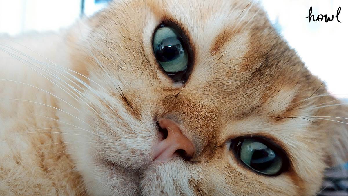 งานวิจัยชี้ ถ้าเทียบนิสัยแมวกับคน พบว่าแมวมีนิสัยและบุคลิกแบบคนโรคจิต ...