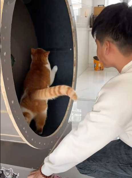 貓咪差點把跑步機跑垮了。（圖／翻攝自臉書）