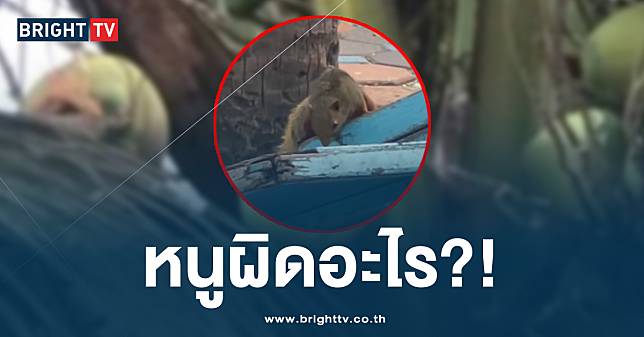 ชาวบ้านไม่พอใจ เทศบาลเมืองแสนสุข จ่อ กวาดล้าง กระรอก-กระแต ริมชายหาด!?