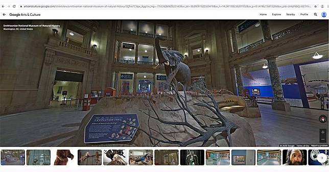 虛擬實境導覽中，可以見到非洲象標本。（artsandculture.google.com網站截圖）