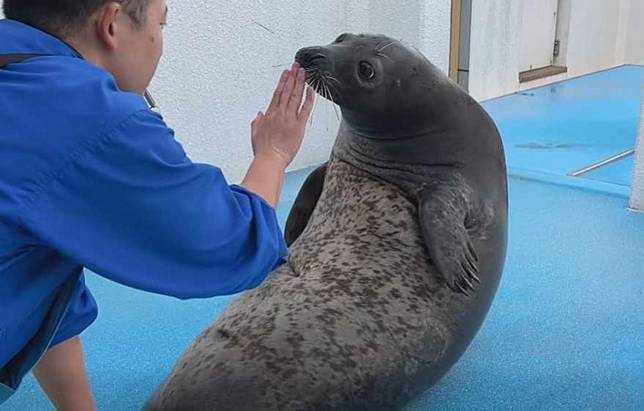 飼養員和海豹一起做仰臥起坐。（圖／翻攝自臉書）