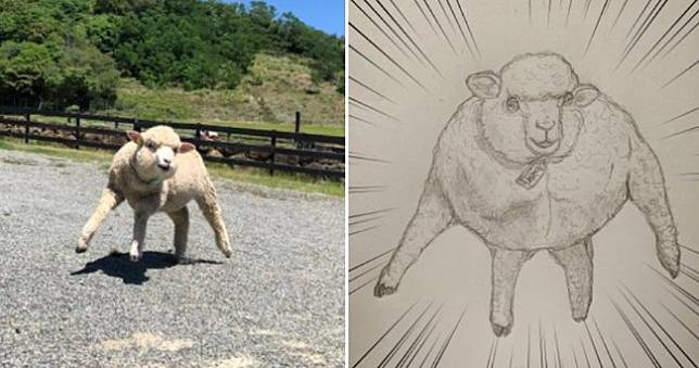 日本瘋傳「超壯小綿羊」照片變迷因！動物大亂鬥再添新角色
