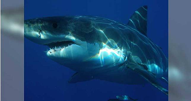 大白鯊撞鐵籠受困25分鐘　「大量流血死亡」屍體沉海底