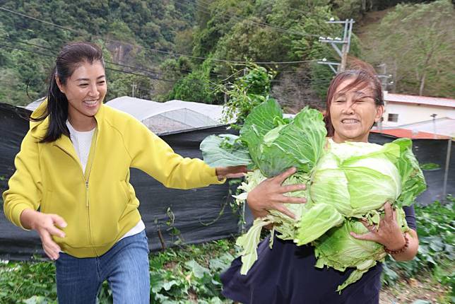 南投縣長許淑華（左）到仁愛鄉勘查，還冒著強風協助菜農搶收高麗菜。（圖片南投縣政府提供）