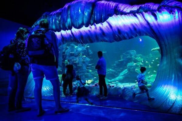 Day and Night on the Reef at SEA LIFE Sydney Aquarium