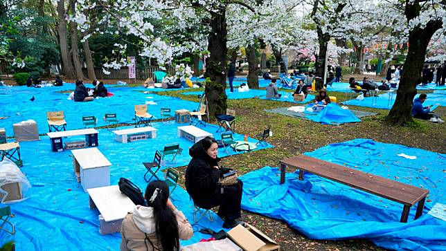 日本人在東京上野公園搶佔賞花席。美聯社