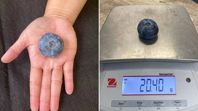 這顆深藍色的漿果如同高爾夫球般大小，重量高達20.4克，是普通野生藍莓重量的70倍。(圖擷取自Guinness World Records官網)