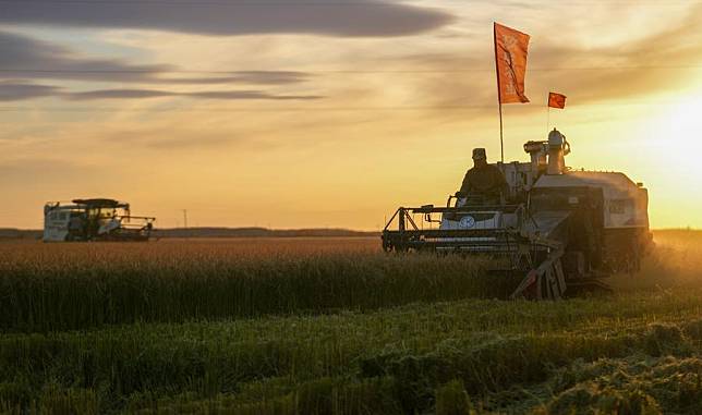 Agricultural machines work in rice paddies in Fuyuan City, northeast China's Heilongjiang Province, Oct. 11, 2024. (Xinhua/Wang Jianwei)