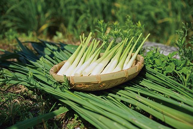 ▲三芝盛產茭白筍（圖 / 交通部觀光局北觀處）