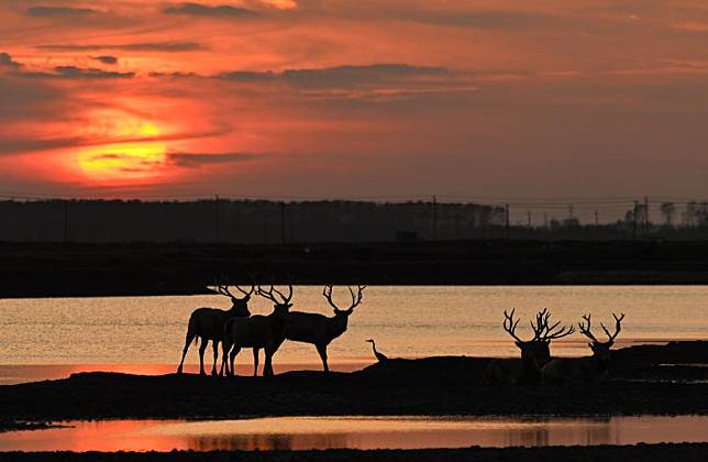 Milu deer are seen in Dafeng Milu National Nature Reserve in east China's Jiangsu Province, Oct. 28, 2024. (Xinhua/Deng Hua)