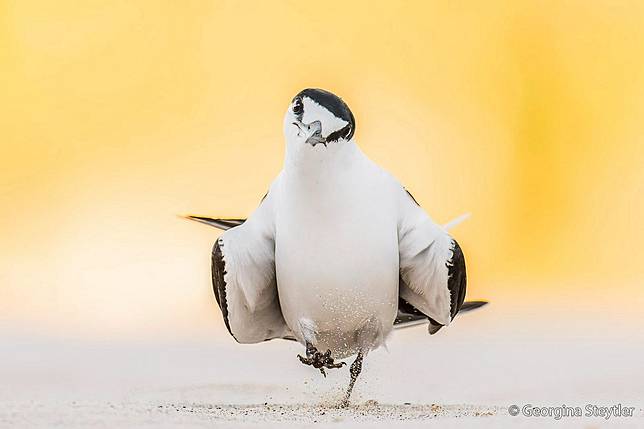 Strutting Tern  by Georgina Steytler ／ AGNPOTY