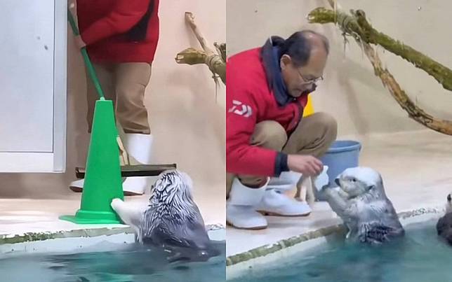 這才是最強神仙同事！水族館海獺下班「幫收道具換冰塊」畫面曝光融化全網