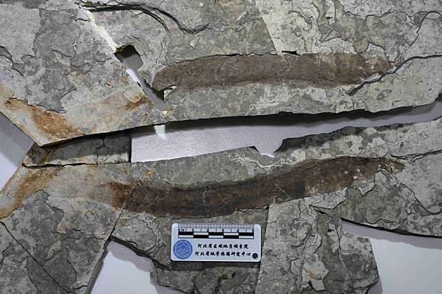 This photo taken on Feb. 28, 2024 shows fossils of extinct lampreys found in Fengning Manchu Autonomous County, north China's Hebei Province. (Xinhua)