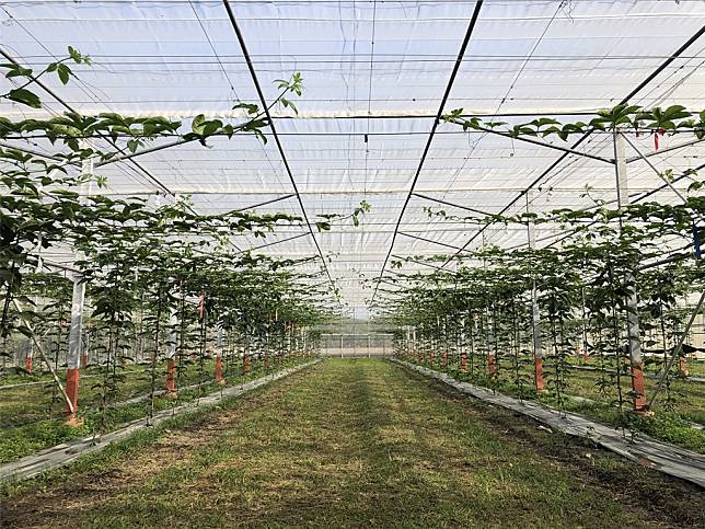 高屏地區利用乾燥季節配合網室栽培，生產高品質安全果品。（圖片來源：農業部提供）