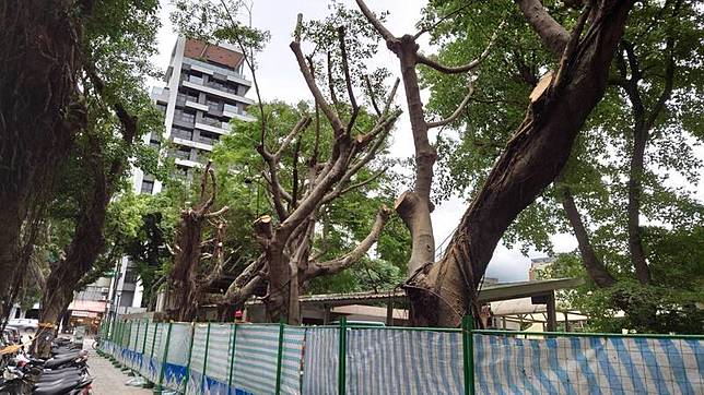 台北市大橋國小正進行校園圍牆工程，北市議員陳怡君發現施工廠商疑便宜行事，竟將整排校樹「斷頭」，要求市府究責。(台北市議員陳怡君提供)