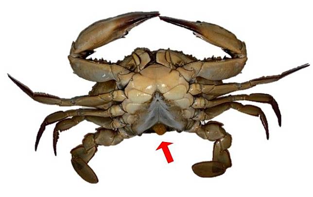 腹部未自然連附於胸部腹甲之蟳蟹，可開罰3萬至15萬元。漁業署提供