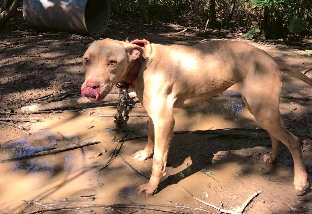 遇到遊蕩比特犬如何自保？桃園動保處這樣說| 桃園電子報| LINE TODAY