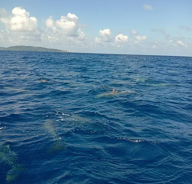สุดประทับใจพบฝูงโลมาปากขวดแม่ลูกกว่า 100 ตัว แหวกว่ายเล่นน้ำรอบหมู่เกาะสิมิลัน จ.พังงา