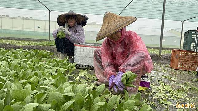 農民趕緊搶收蔬菜，以免損失更嚴重。(記者李文德攝)