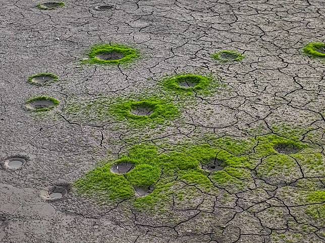 日月潭沙洲出現像「迷你隕石坑」的小凹洞，漁民解釋是吳郭魚產卵所挖的洞，因水位下降才被民眾發現。(攝影師孫大偉提供)
