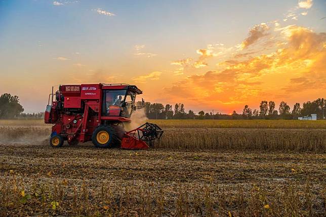 A harvester works in soybean fields in Wangpai Village of Zhengyang County, central China's Henan Province, Sept. 26, 2024. (Photo by Gao Wanbao/Xinhua)