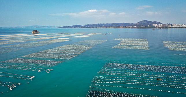 傷心海岸2／蚵棚保麗龍成潮間帶殺手　佛手貝內藏「發泡粒球」釀海洋浩劫