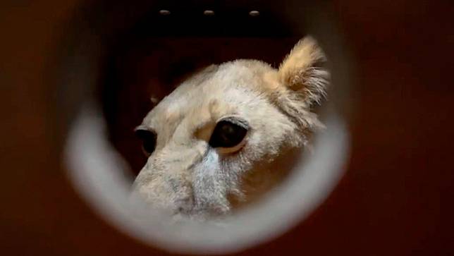 這張莫斯科動物園官方Telegram於11月20日發布的照片顯示，一頭獅子已運抵平壤國際機場。美聯社