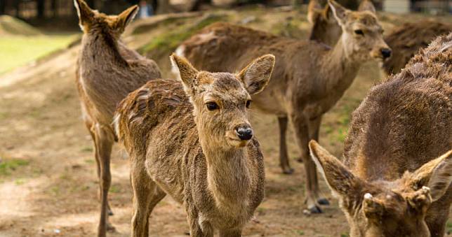 日本觀光客銳減「少8成鹿仙貝」！奈良鹿群餓到去車站覓食