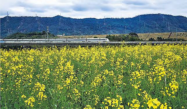 油菜花海&ndash;深圳光明歡樂田園擁有一片逾40萬平方米的油菜花田，高鐵在旁邊掠過，構成獨特畫面，吸引不少「龍友」前來打卡。（綽希攝）