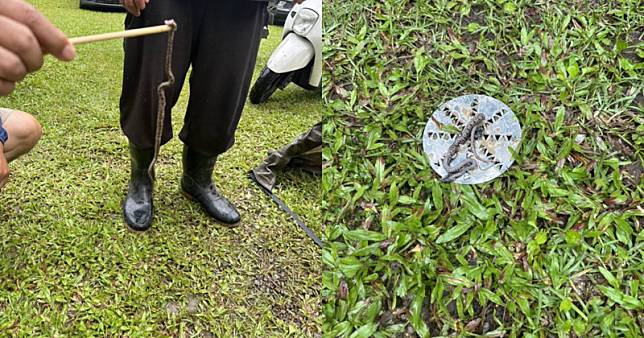 新竹尖石鄉一條龜殼花因被露營客踩到而咬人，慘遭打死。（翻攝自兩棲爬蟲萬事屋 - Herptile’s Yorozuya臉書）
