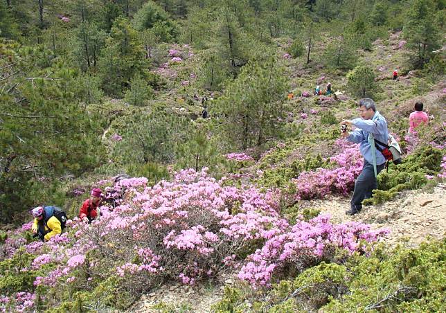 合歡山區杜鵑花陸續盛開，花季期間於四月十三日至六月十六日登場。(太管處提供)