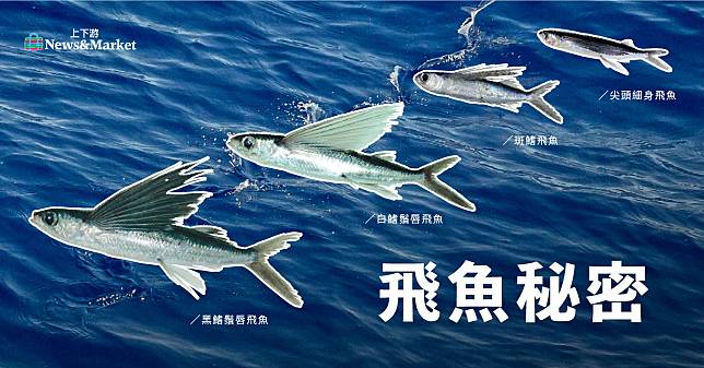 秘密＋食譜》飛魚隨黑潮巡游台灣，一躍滑翔四百公尺，肉質鮮甜、一夜干香，飛魚卵口感爆炸卡滋