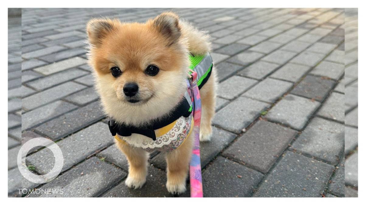 可愛博美犬加入首爾巡邏隊 維護社區安全 