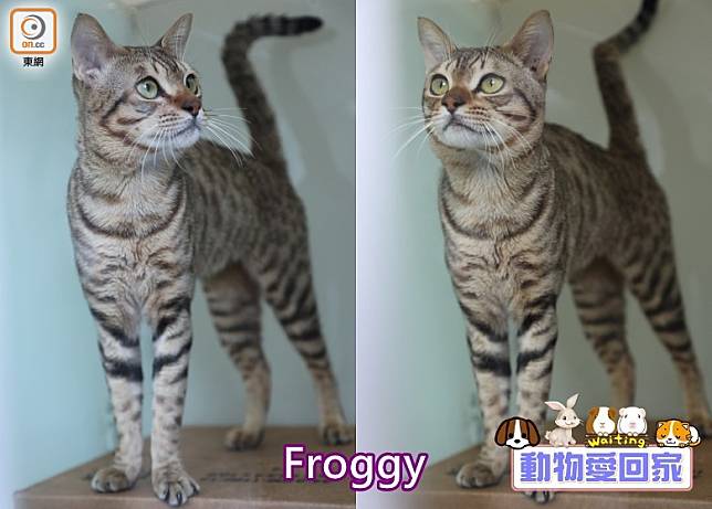 Froggy是隻親人的貓星人，高興時更會翻開肚皮討摸。（愛協提供）