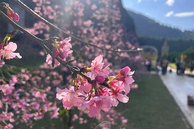 九族櫻花祭授旗欣迎第25回 台日交流系列活動與慶祝式陸續展開