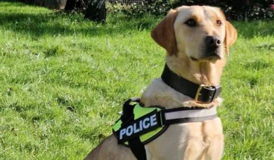 ▲警犬Lissy 只正式工作了1年多就退役，開始享受退休生活。（圖／翻攝Lancashire Police Dog Unit）