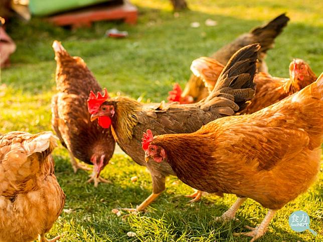 截至2021年4月，歐盟已有近140萬人加入「End the Cage Age（結束籠飼世代）」連署，要求用放養、平飼等人道方式養雞。