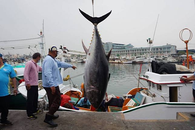 屏東第一鮪驗魚，公黑鮪從船艙緩緩釣起時，壯碩的魚身引起圍觀民眾的讚嘆聲。（記者鄭伯勝攝）