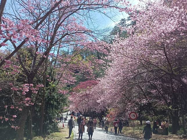 武陵農場櫻花季。（中華旅行社提供）