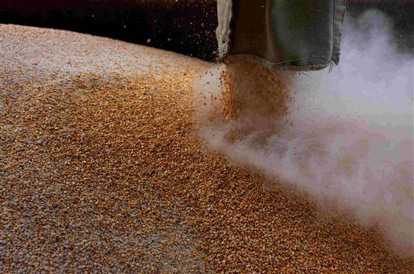 烏克蘭原是主要穀物出口國，卻因俄烏戰爭出口銳減。（圖片來源／路透社）