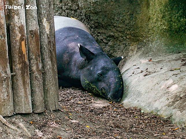 馬來貘「貘克」這三天身體狀況急轉直下，18日身亡。（翻攝自Taipei Zoo 臺北市立動物園臉書專頁）
