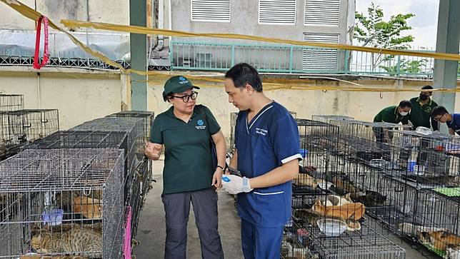 越南破獲竊貓集團，成功救出400頭待宰貓咪。翻攝臉書/Humane World for Animals Viet Nam
